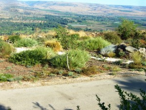 גינון בהשראת הטבע ( ארץ ישראלי)